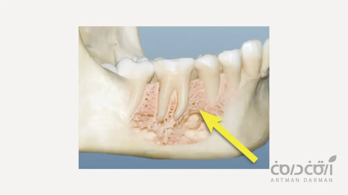 استخوان آلوئولار