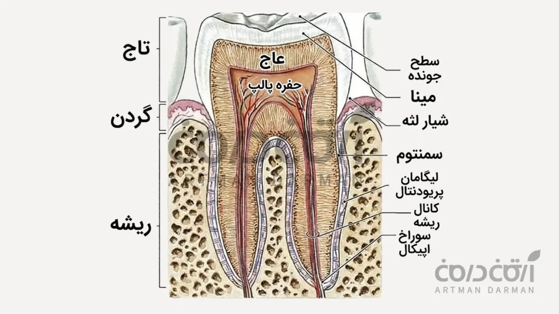 آناتومی دندان ها