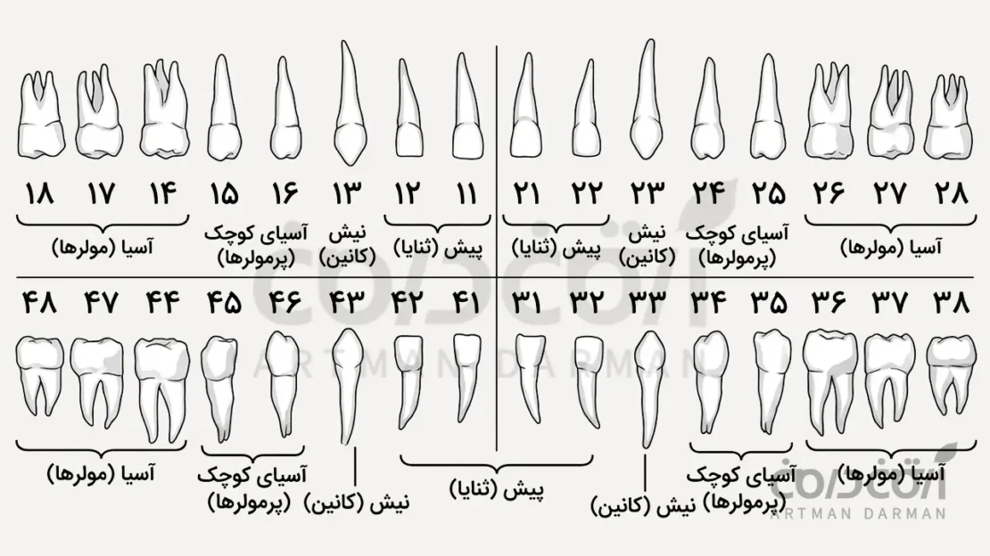 نامگذاری دندان ها به روش fda