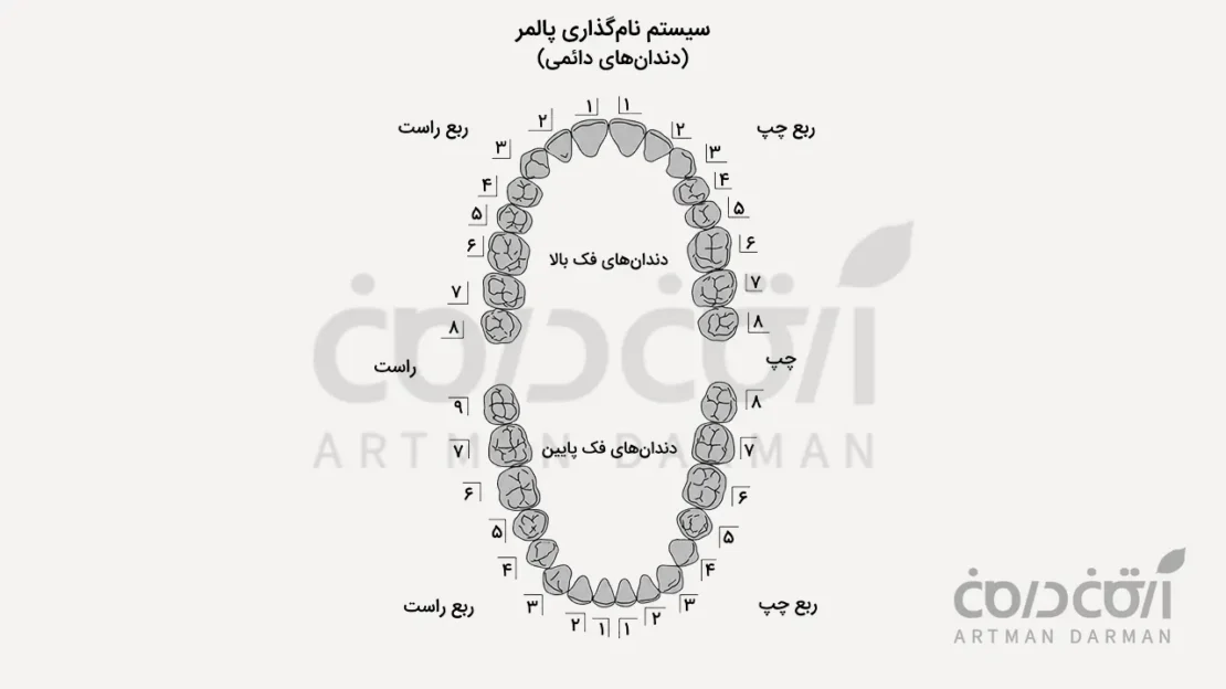 شماره گذاری دندان به روش پالمر