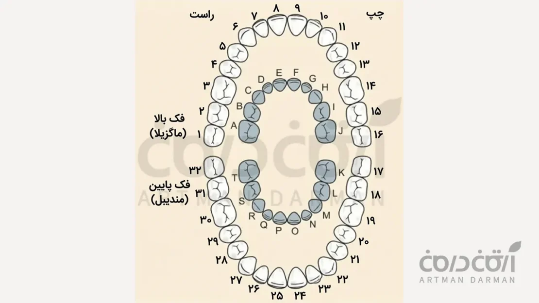 شماره گذاری یونیورسال دندان
